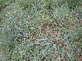 Blue Fescue Grass / Festuca ovina glauca
